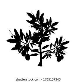 silhouette of a mango tree plant with a white background. The most expensive mango fruit. Vector illustration