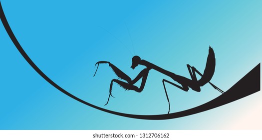 the silhouette of mantis 