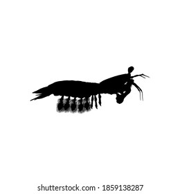 Silhouette mantis shrimp on white background