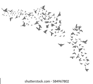  silhouette of many birds fly