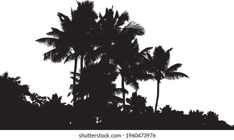 silhouette of many coconut tree