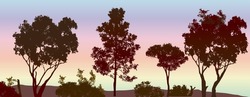 Silhouette Of Many Different Gum Trees With Sunset Background