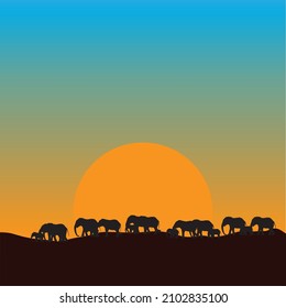 Silhouette of many elephants walking at sunset