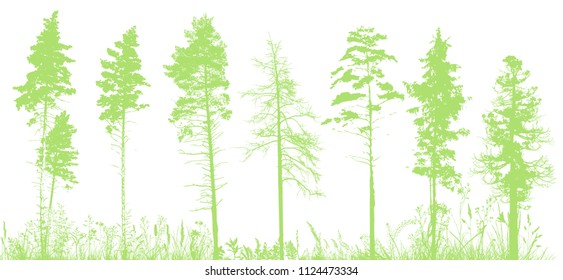 Silhouette of many trees in the forest