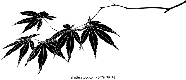 Silhouette of a maple branch. Graphic drawing. Vector.