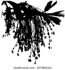 Silhouette of a maple flower. Spring branch. Isolated Vector Illustration. Transparent background.