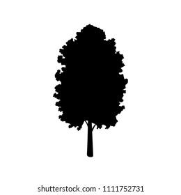 Silhouette maple icon tree flora