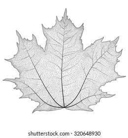 Silhouette Maple Leaf With Veins On It.