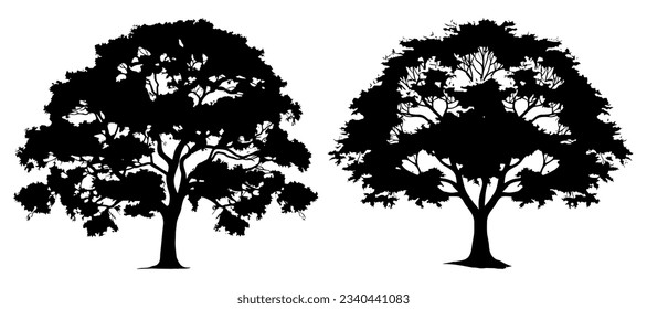 silhouette of maple tree isolated on white