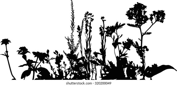 Silhouette of meadow grass