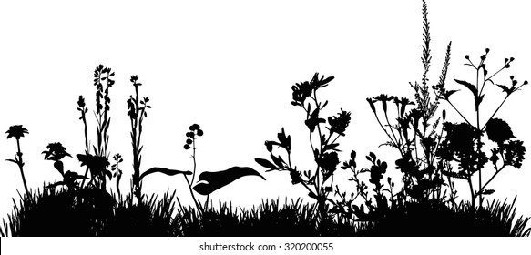 Silhouette of meadow grass