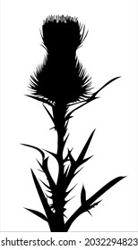 Silhouette of medicinal plant thistle flower on white background