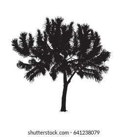 Silhouette of the Mediterranean pine in the vector image on a white background
