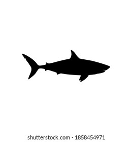 Silhouette megalodon on white background