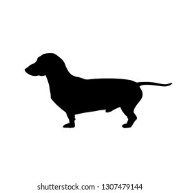 Silhouette of miniature dachshund. Vector illustration isolated on white background