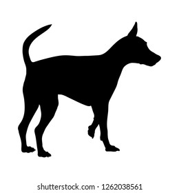 384 Miniature Pinscher Vector Images, Stock Photos & Vectors | Shutterstock