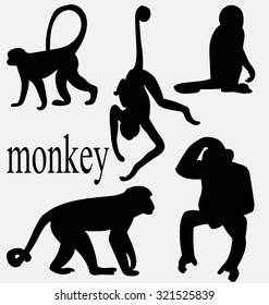 the silhouette of the monkey