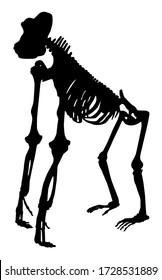 silhouette of a monkey gorilla skeleton vector illustration