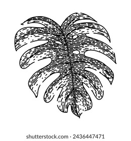 silhouette monstera leaf hand drawn. line vector, texture jungle, plant green silhouette monstera leaf vector sketch. isolated black illustration