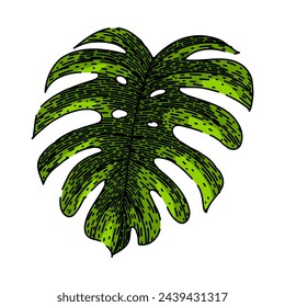 silhouette monstera leaf hand drawn. line vector, texture jungle, plant green silhouette monstera leaf vector sketch. isolated color illustration