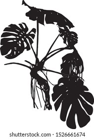 Silhouette of a monstera plant. The bush of a tropical plant Monstera. Close-up. Carved sheet. Black on white. Isolated vector illustration.