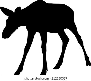 Silhouette of Moose calf