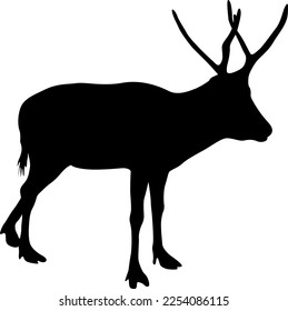 Silhouette Moose with great antler on white background