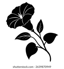 Silhouette of a Morning Glory Flower With Leaves and Bud