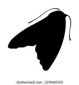 Silhouette of moth. Moth close-up detailed. Vector moth icon on white background.