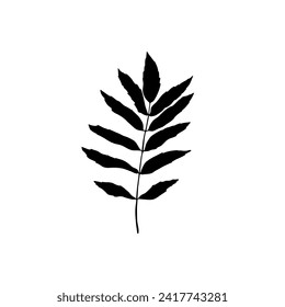 Silhouette of mountain ash leaf isolated on white background. Drawn by hand.