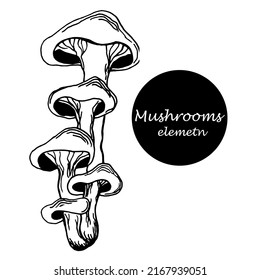 silhouette of mushroom. one element. contour of oyster mushrooms in the style of engraving. graphics are linear. Eco-food vintage vector illustration for print, internet, fabric and infographics.