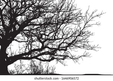 silhouette of a natural oak on a white background