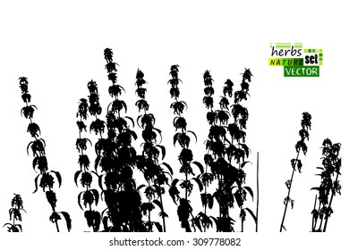 Silhouette nettle. Vector