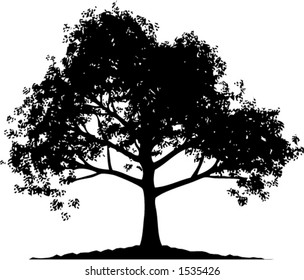 Silhouette Of An Oak Tree