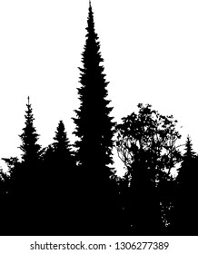 silhouette of the old northern forest