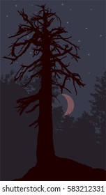Silhouette of the old pine tree on the background of the forest at night