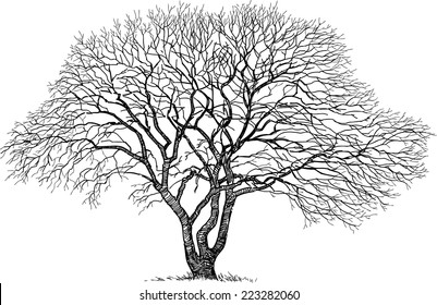 silhouette of the old tree