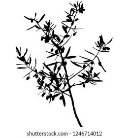 Silhouette of olive branch with leaves and berries. Vector illustration. Close-up. Isolated background. Olives on the branch. Gray color. Harvest olives. Hanukkah. A branch of olive tree.