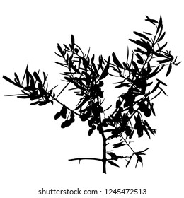 Silhouette of olive branch. Vector illustration. Branch in the garden. Black on white. Isolated background.