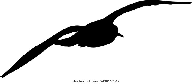 Silhouette on a white background of a sea gull.