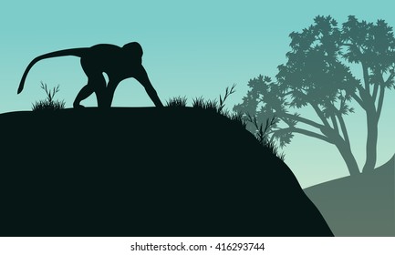 Silhouette of one monkey in hills at the morning