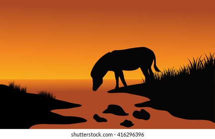 Silhouette of one zebra in riverbank with orange background 