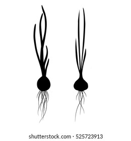  silhouette of onion and garlic vector illustration