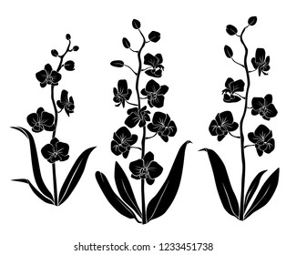 Silhouette of Orchid three branches with flowers, black color isolated on white background. Vector illustration