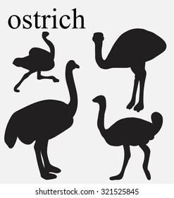 silhouette of ostrich