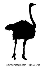 silhouette of ostrich