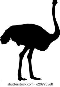 Silhouette of a ostrich, a big flightless bird - digitally hand drawn vector silhouette, black isolated on white background