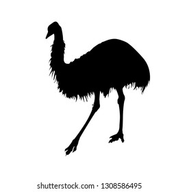 Silhouette of an ostrich. Close-up. Isolated vector illustration. Black drawing on white background.