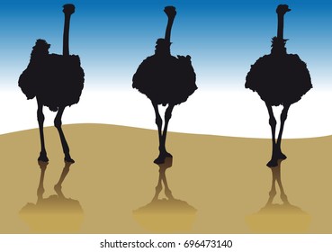 Silhouette of an ostrich in a few coming forward from the front