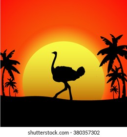 Silhouette of an ostrich on a background sunset